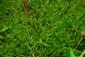 Hamatocaulis vernicosus