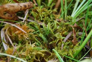 Hamatocaulis vernicosus na TMP3