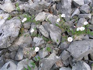 Convolvulus arvensis