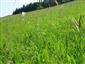 Suchomilné travinnobylinné a krovinové porasty na vápnitom podloží (*dôležité stanovištia Orchideaceae) (19.6.2018)