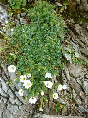 Cerastium eriophorum