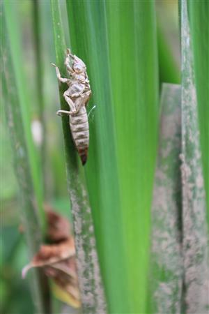 exúvium G. flavipes