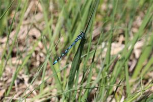 samec C. ornatum