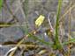 Utricularia minor kvet
