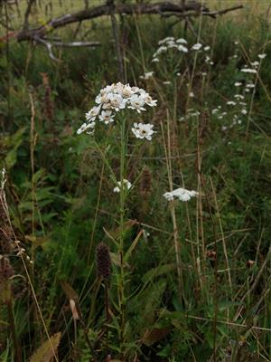 Achillea ptarmica