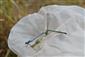Tandem Coenagrion ornatum na TML Balog n/I