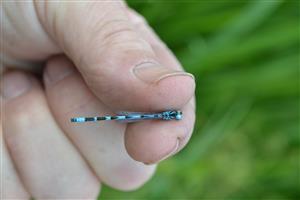 Monitorovaný druh Coenagrion ornatum, samec