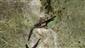 TMP (H. medicinalis)