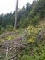 Lipovo-javorové sutinové lesy (7.8.2014)