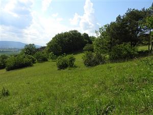 pohľad na interiér lokality  TML_ColiMyrm_009 29. mája 2018
