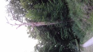 Pohľad na časť TML Leliansky les s Fagus sylvatica, 23.7.2018.