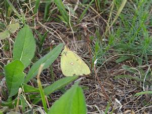 ♀ Colias myrmidone  na  TML_ColiMyrm_010 25. júla 2018