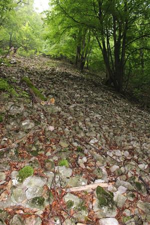 Záber na monitorovaný biotop.