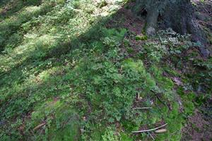 pôdny povrch s Leucobryum glaucum