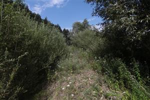 Pohľad na porast so Salix eleagnos