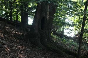 Dub s výskytom pižmovca hnedého.