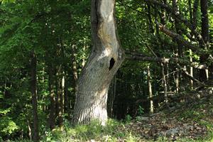 Dub s vyskytom pižmovca hnedého.