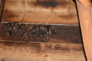 kolónia netopierov v podkroví