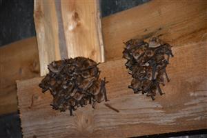 kolónia netopierov v podkroví