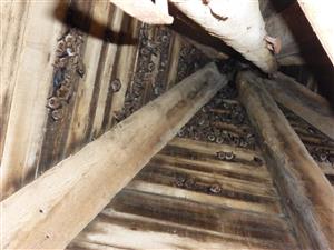 pohľad na kolóniu netopierov