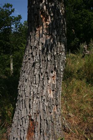 Pobytové znaky Cerambyx cerdo - požerky