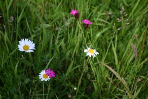 TML - štruktúra fytocenózy