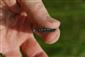samček, imago Coenagrion ornatum