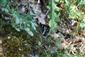 Brintesia circe (Lepidoptera)