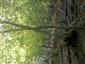 Lipovo-javorové sutinové lesy (30.9.2014)