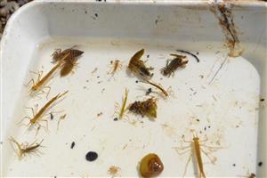 Malé Kosihy, larvy Onychogomphus forcipatus, Calopteryx splendens a Platycnemis pennipes.