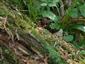 Buxbaumia viridis TMP 2
