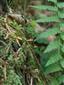 Buxbaumia viridis