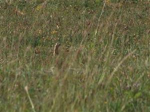 Spermophilus citellus - syseľ pasienkový
