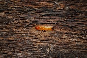 Larva Cucujus cinnaberinus