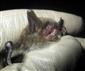 Myotis mystacinus/alcathoe