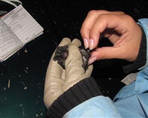 Barbastella barbastellus