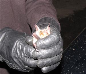 Myotis myotis