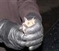 Myotis myotis
