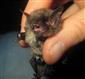 Myotis alcathoe