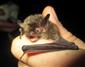 Myotis alcathoe