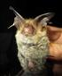 Myotis bechsteini