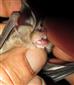 Rhinolophus euryale