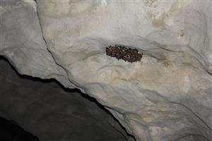 interér jaskyne s kolóniou M. myotis