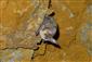 Plecotus austriacus