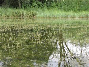 detail porostu - Myriophyllum verticillatum