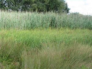 Habitat línie