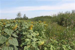 habitat kvadrátu