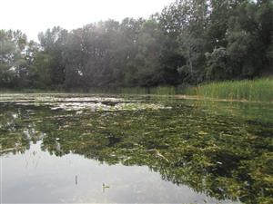 porost - Potamogeton lucens