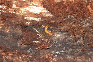 larva Cucujus cinnaberinus na kmeni vhodnom aj pre Borosa