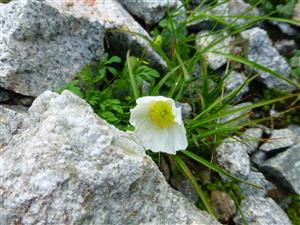 Papaver tatricum na lokalite